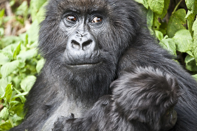 1 DAY MOUNTAIN GORILLAS TREKKING