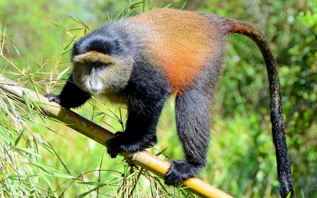  1 DAY  GOLDEN MONKEY TREKKING