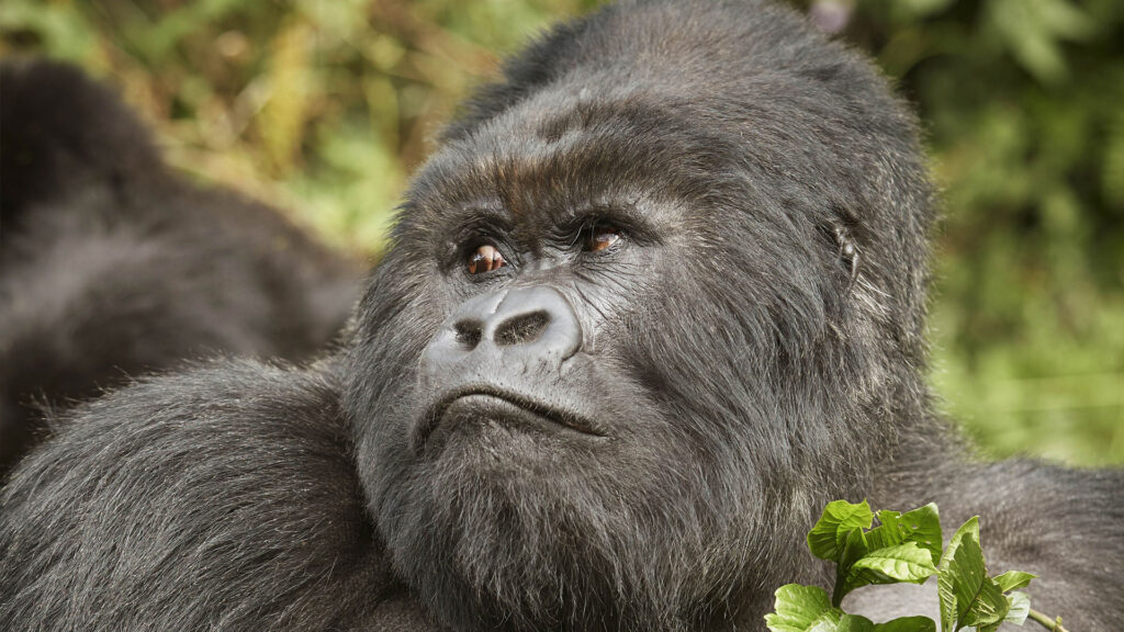 8 DAYS RWANDA CULTURE AND GORILLA  SAFARI