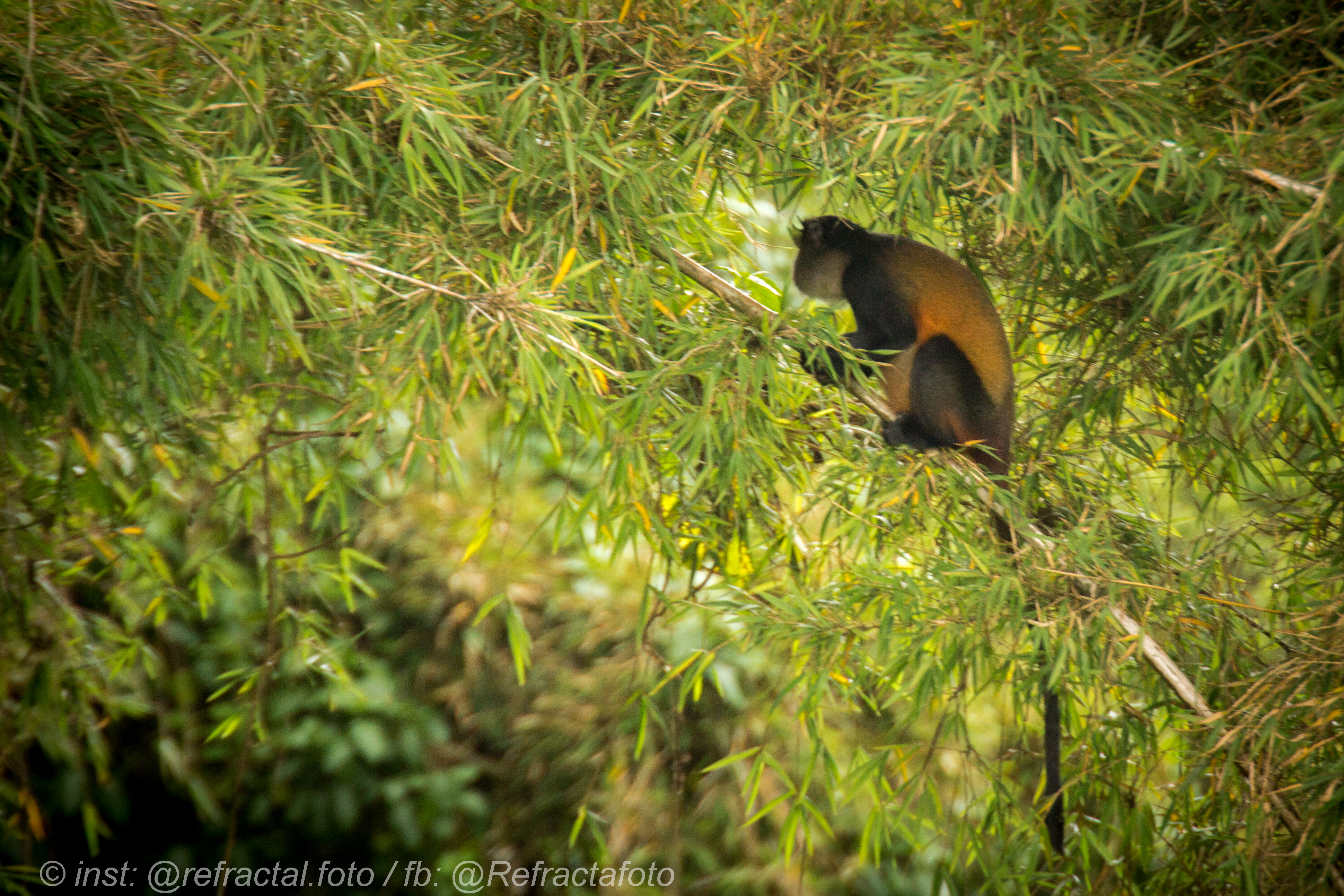 4 DAYS GOLDEN MONKEY TREKKING AND HIKING ADVENTURE