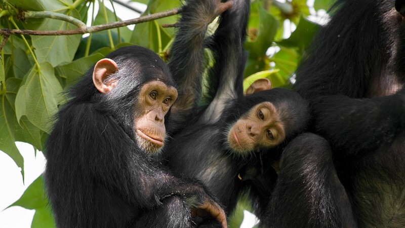 2 DAYS RWANDA CHIMPANZEE TREKKING SAFARI