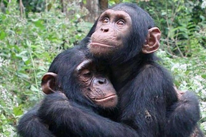 3 DAYS RWANDA CHIMPANZEE TREKKING  SAFARI