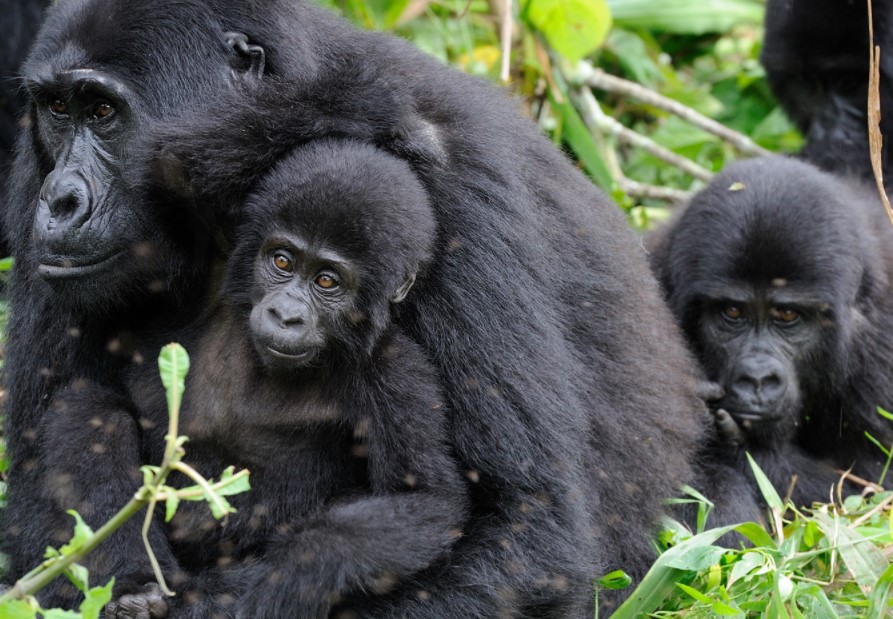 3DAYS RWANDA AND UGANDA GORILLAS ADVENTURE SAFARI