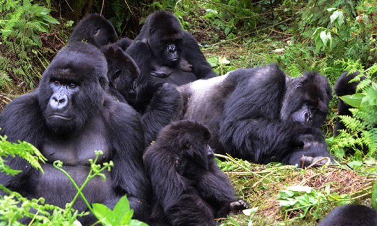 6DAYS RWANDA-CONGO GORILLAS TREKKING ADVENTURE