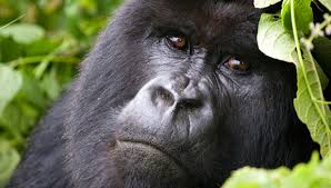 2 DAYS RWANDA GORILLA TREKKING SAFARI