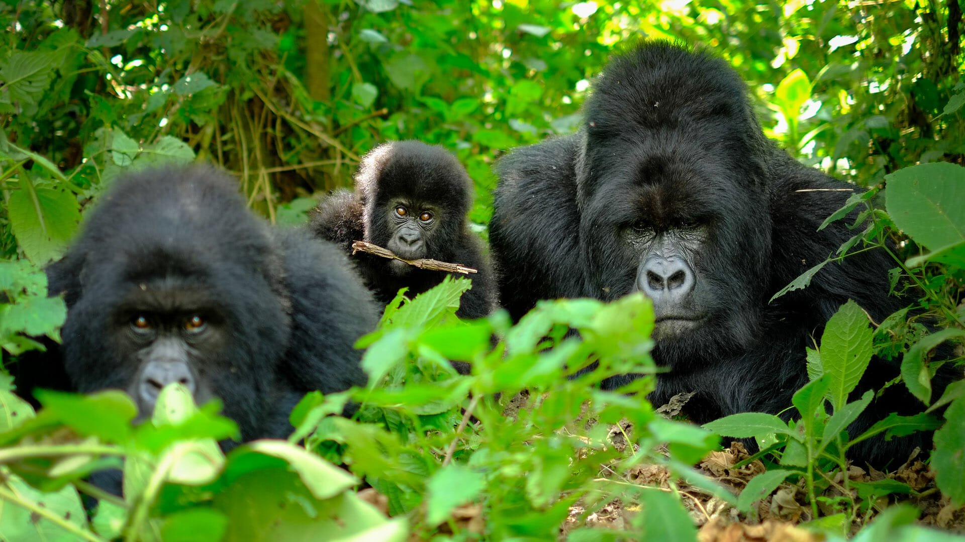 6 DAYS RWANDA WILDLIFE AND GORILLA SAFARI